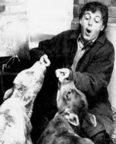 Paul McCartney and a cows