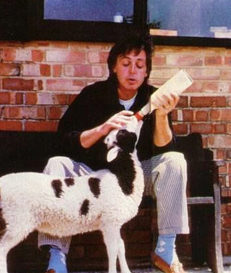 Paul McCartney and a sheep