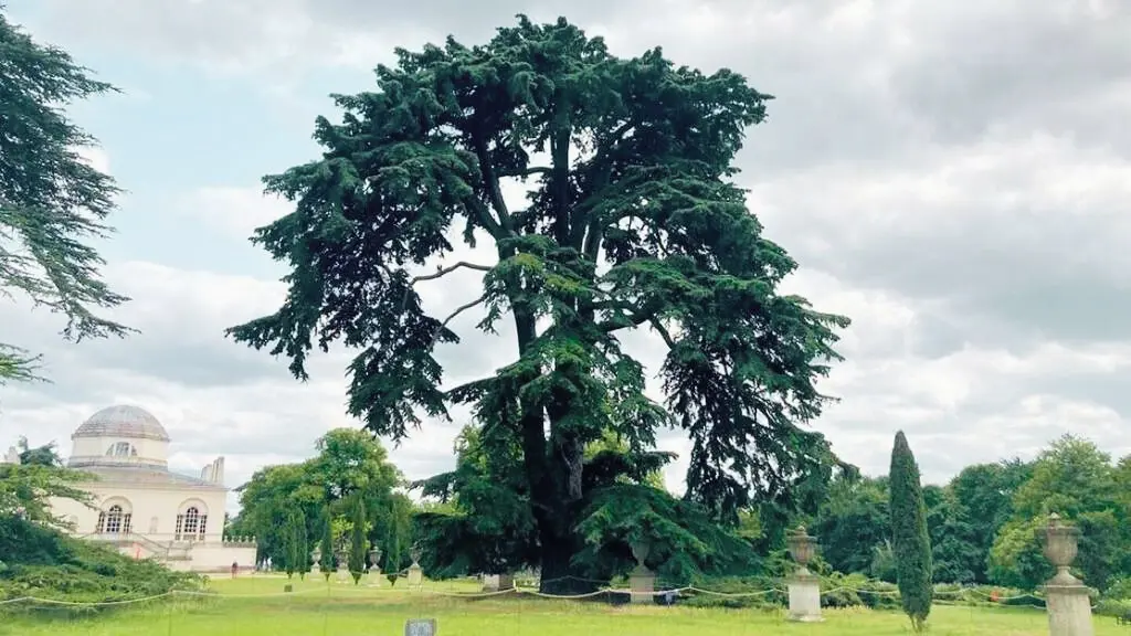 Cedar Tree in London
