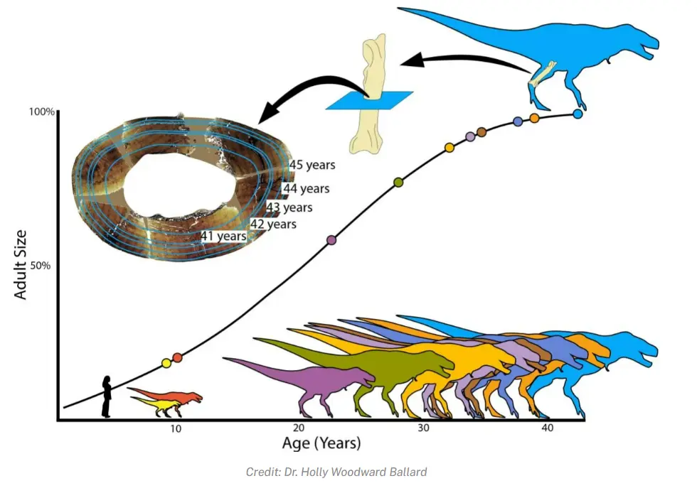 T. Rex Growth Rate